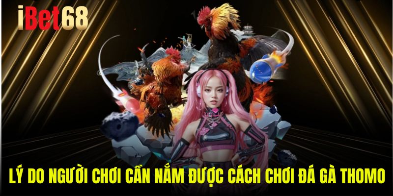 Lý do người chơi cần nắm được cách chơi đá gà Thomo