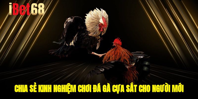 Chia sẻ kinh nghiệm chơi đá gà cựa sắt cho người mới