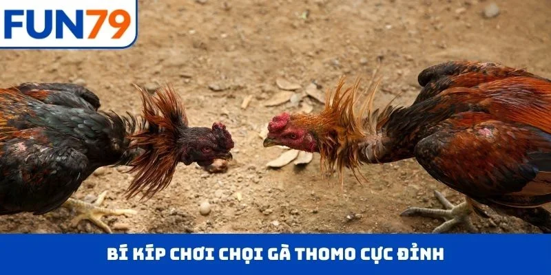 Bí kíp chơi chọi gà Thomo cực đỉnh