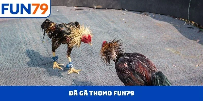 đá gà thomo