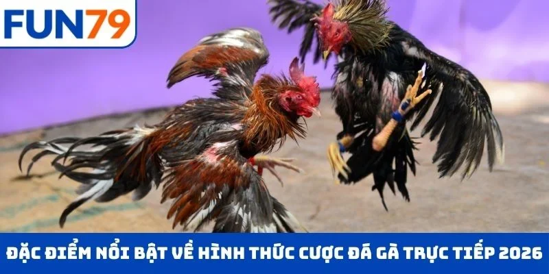 Đặc điểm nổi bật về hình thức cược đá gà trực tiếp 2026